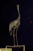 藏品(白枕鶴)的圖片